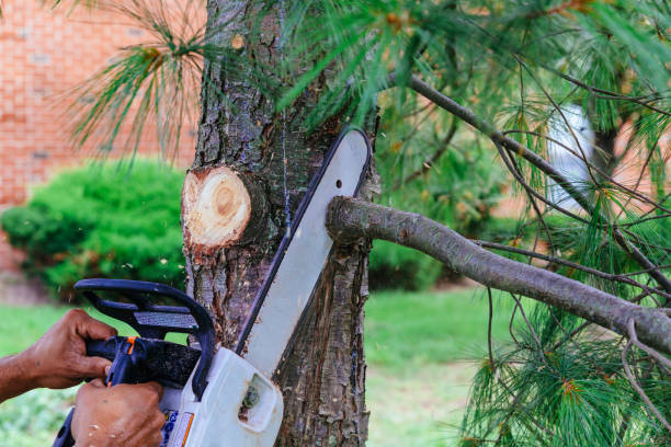 Trusted Loveland, OH Tree Removal and Landscaping Services Experts